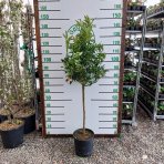 Kumquat (Citrus japonica) ´FORTUNELLA MARGARITA´ - výška 130-150 cm, obvod kmeňa 4/6 cm, kont. C10L